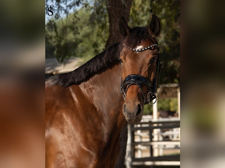 KWPN Mare 5 years 15,2 hh Bay-Dark in Dubai