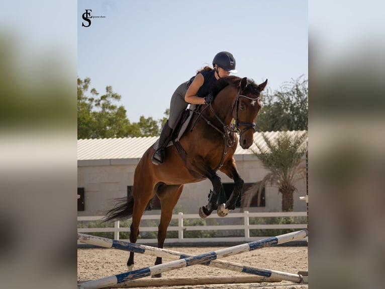 KWPN Mare 5 years 15,2 hh Bay-Dark in Dubai
