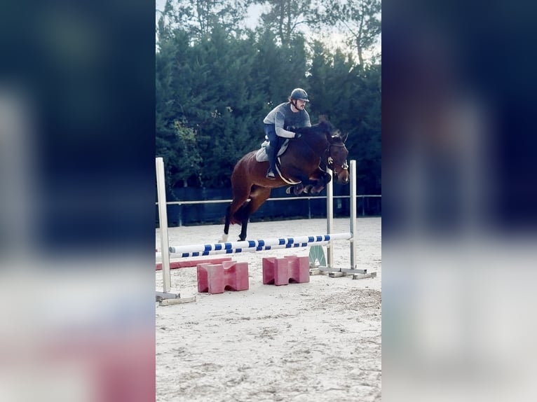 KWPN Mare 5 years 15,2 hh Bay-Dark in Chieti