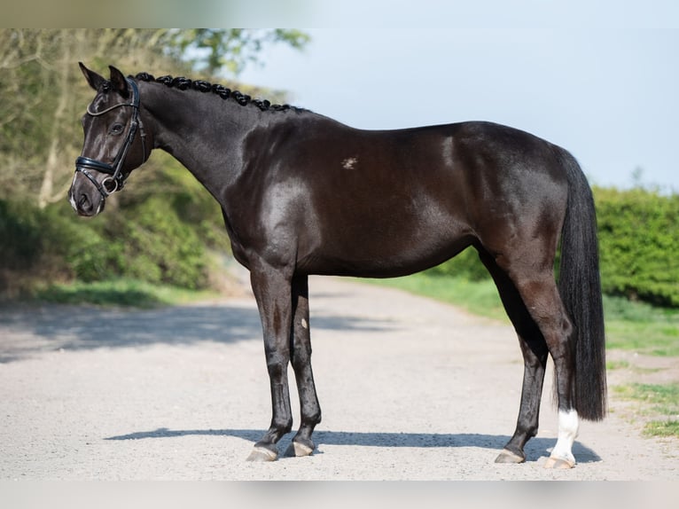 KWPN Mare 5 years 15,2 hh Black in Helmond
