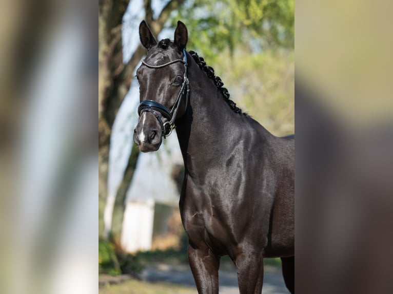 KWPN Mare 5 years 15,2 hh Black in Helmond