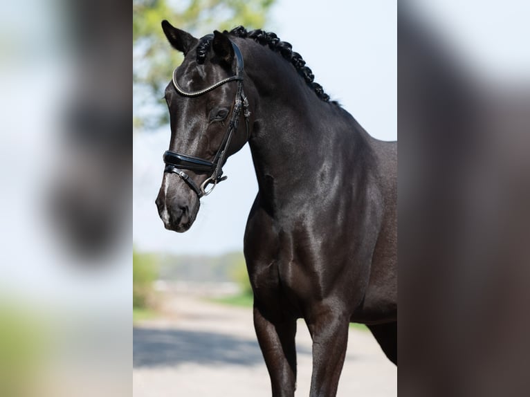 KWPN Mare 5 years 15,2 hh Black in Helmond