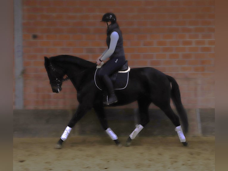 KWPN Mare 5 years 15,2 hh Black in uelsen