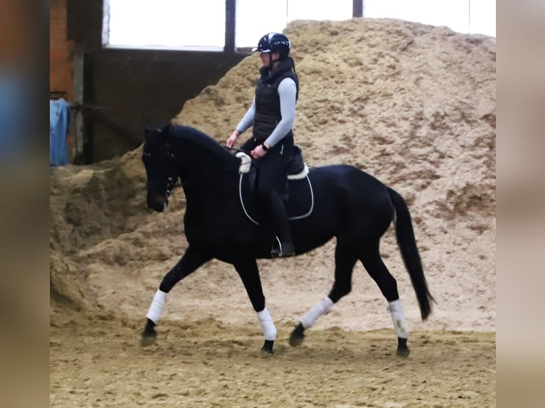 KWPN Mare 5 years 15,2 hh Black in uelsen