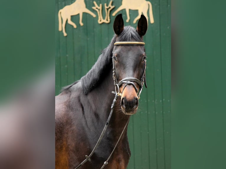 KWPN Mare 5 years 15,2 hh Brown in Hagen