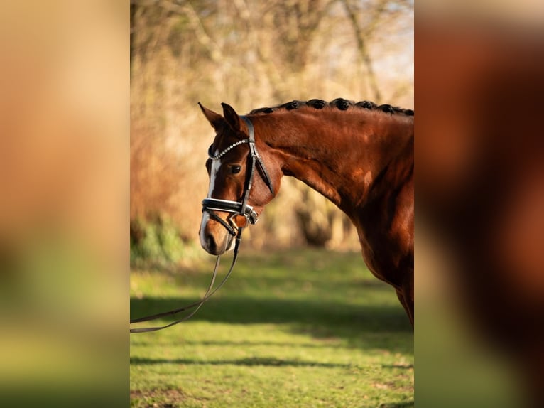 KWPN Mare 5 years 15,2 hh Brown in Paderborn