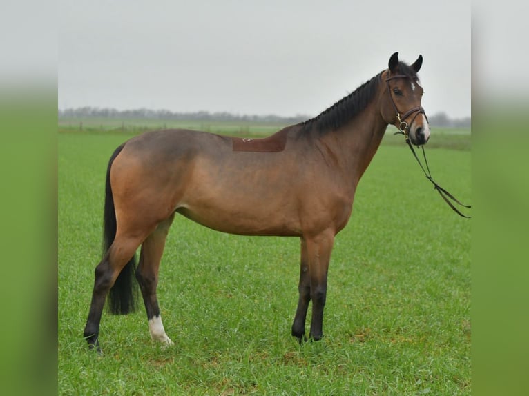 KWPN Mare 5 years 15,2 hh Brown in Geilenkirchen