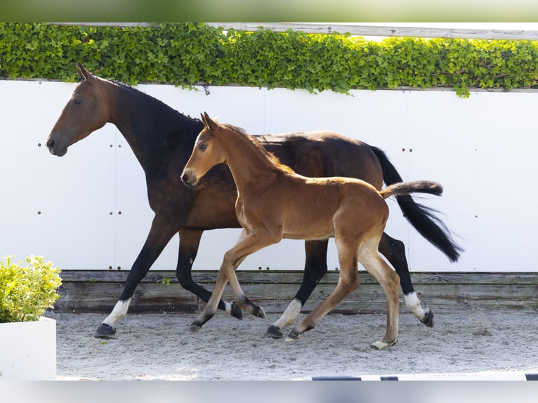 KWPN Mare 5 years 15,2 hh Brown in Waddinxveen