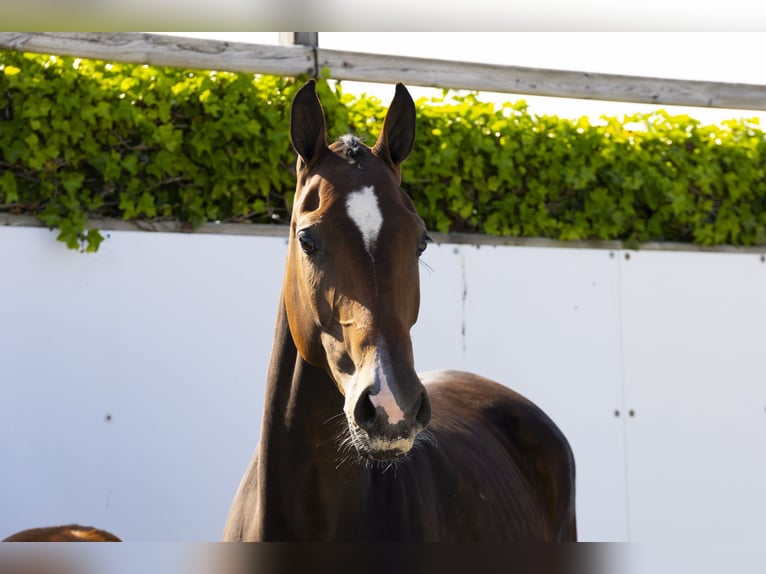 KWPN Mare 5 years 15,2 hh Brown in Waddinxveen
