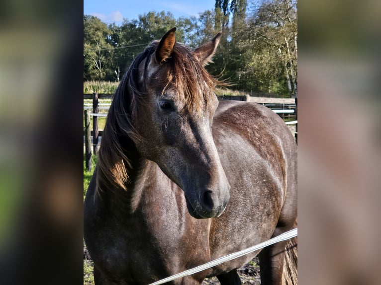 KWPN Mix Mare 5 years 15,2 hh Can be white in Bad Zwischenahn