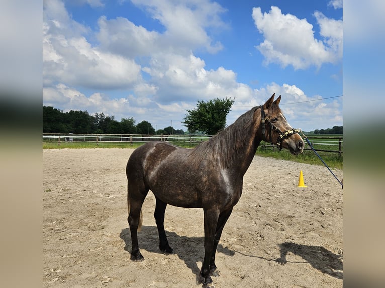 KWPN Mix Mare 5 years 15,2 hh Can be white in Bad Zwischenahn