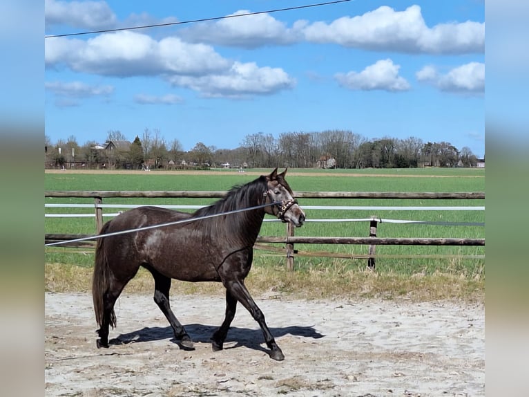 KWPN Mix Mare 5 years 15,2 hh Can be white in Bad Zwischenahn