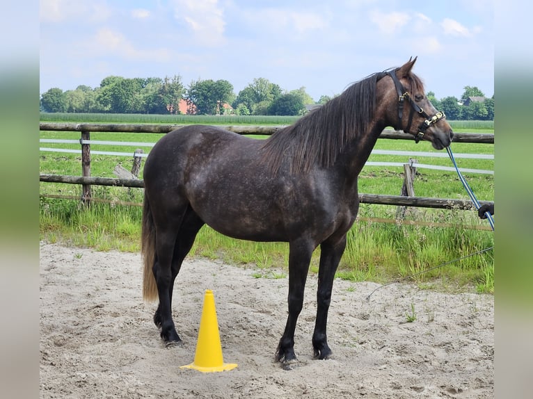 KWPN Mix Mare 5 years 15,2 hh Can be white in Bad Zwischenahn