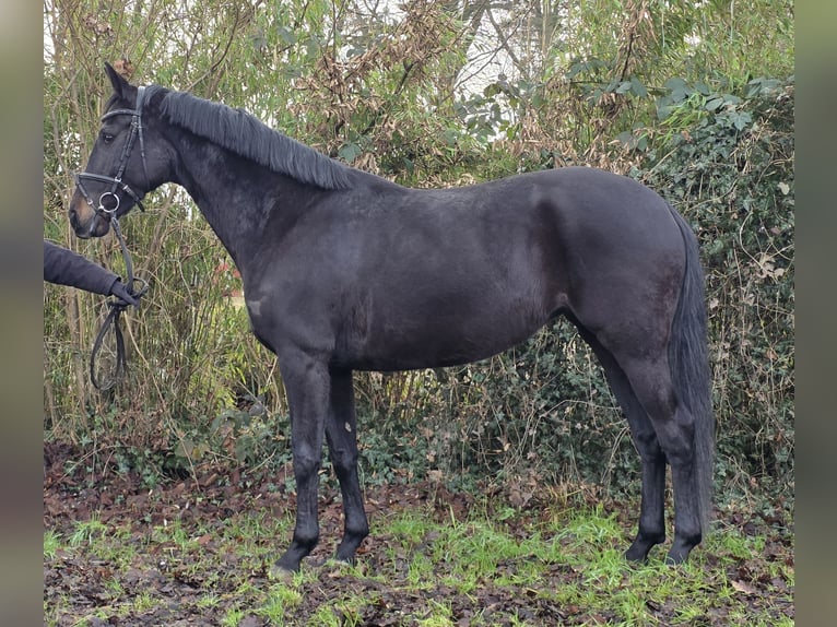 KWPN Mare 5 years 15,3 hh Black in Wachtendonk