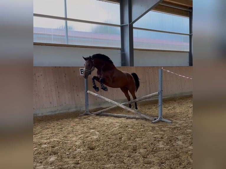 KWPN Mare 5 years 15,3 hh Brown in Westerheim