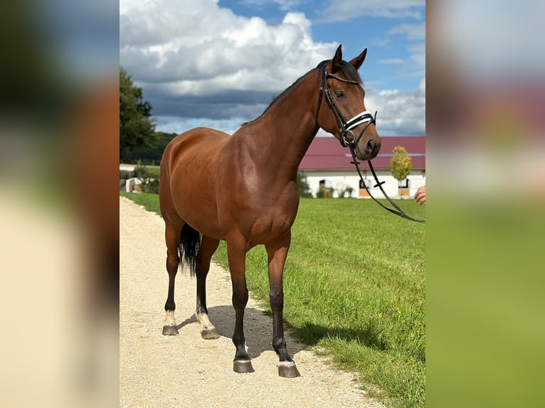 KWPN Mare 5 years 15,3 hh Brown in Westerheim