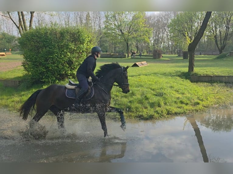 KWPN Mare 5 years 16.1 hh Bay-Dark in Nordwalde