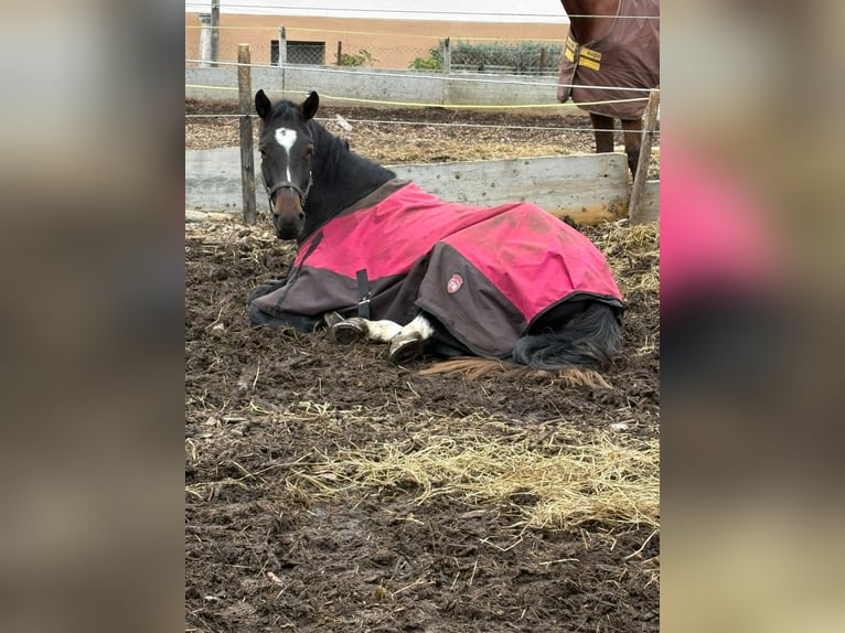 KWPN Mare 5 years 16.1 hh Bay-Dark in Obergerlafingen