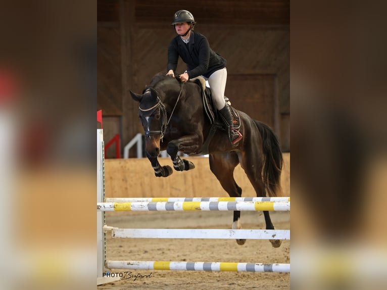 KWPN Mare 5 years 16.1 hh Bay-Dark in Obergerlafingen