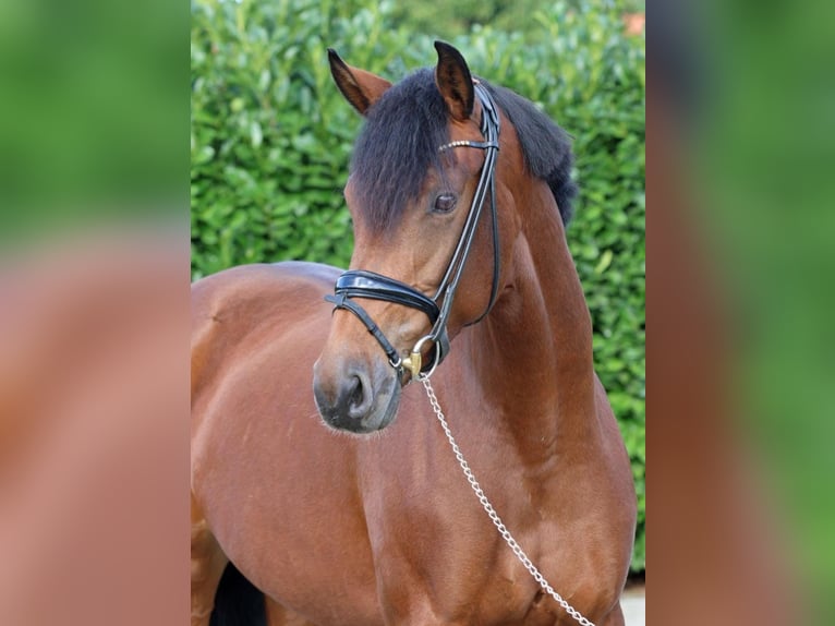 KWPN Mare 5 years 16.1 hh Brown in Altenberge