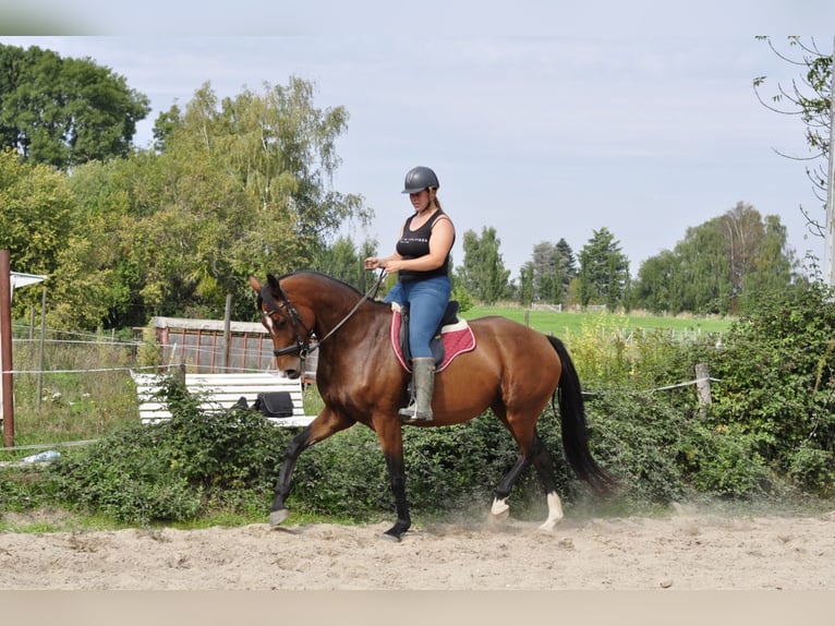 KWPN Mare 5 years 16.1 hh Brown in Kerkrade