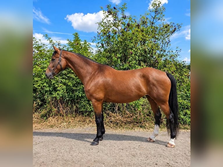 KWPN Mare 5 years 16.1 hh Brown in Kerkrade