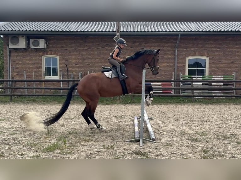 KWPN Mare 5 years 16.1 hh Brown in Kinrooi
