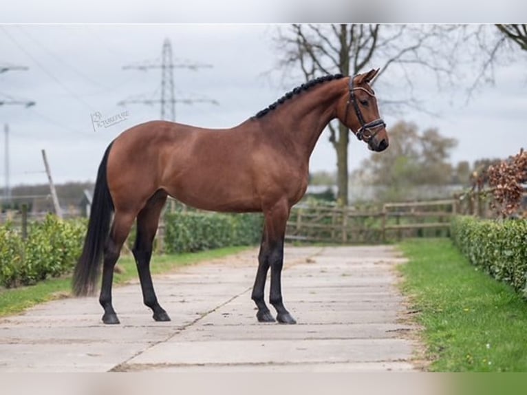 KWPN Mare 5 years 16,1 hh Brown in Richwiller