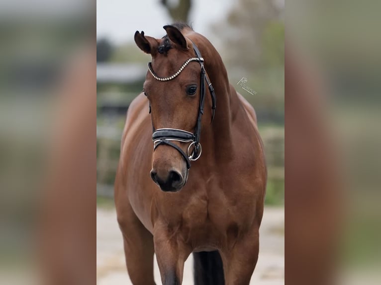 KWPN Mare 5 years 16,1 hh Brown in Richwiller