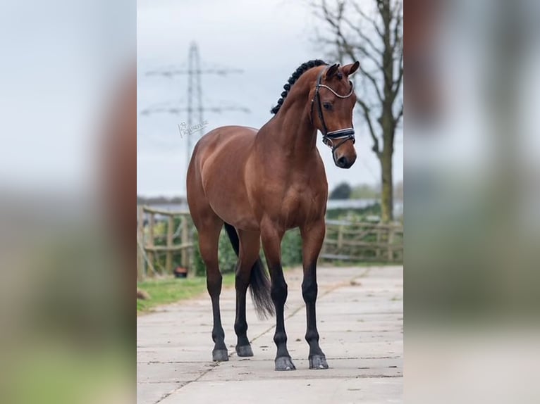 KWPN Mare 5 years 16,1 hh Brown in Richwiller