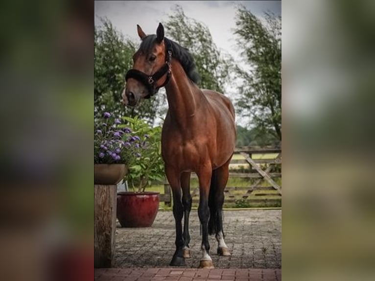 KWPN Mare 5 years 16,1 hh Brown-Light in Baarle-Nassau