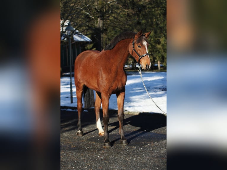 KWPN Mare 5 years 16,1 hh Brown in Halbenrain