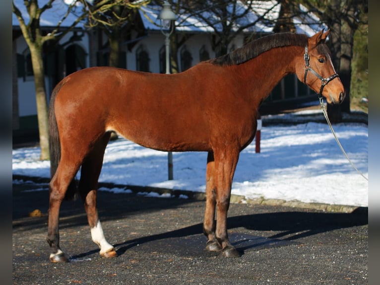 KWPN Mare 5 years 16,1 hh Brown in Halbenrain