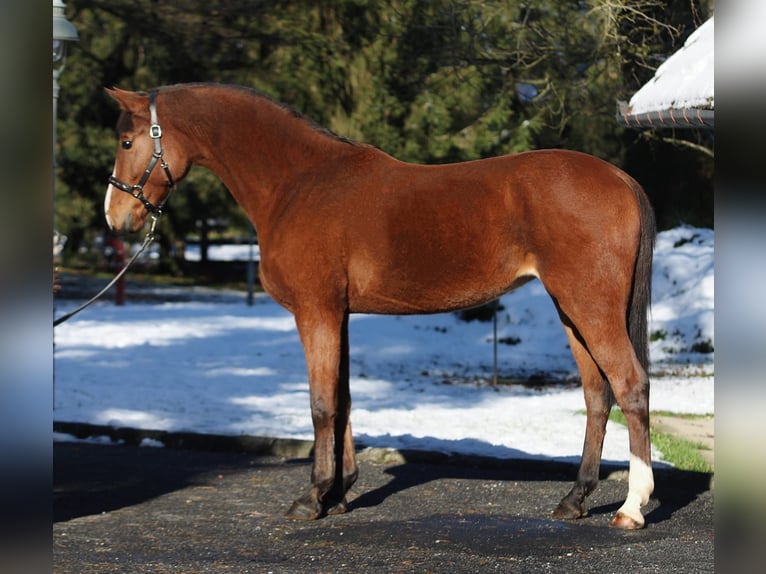 KWPN Mare 5 years 16,1 hh Brown in Halbenrain