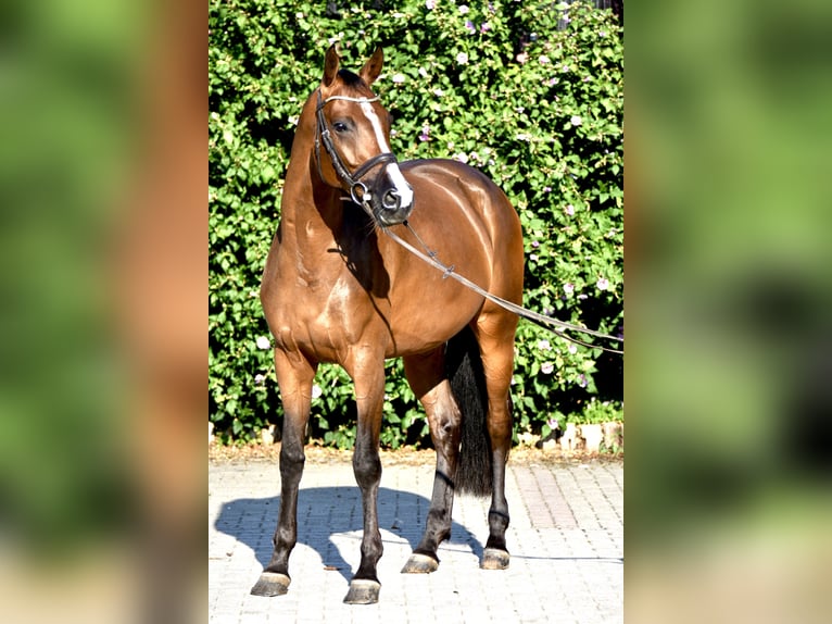 KWPN Mare 5 years 16,1 hh Brown in Gundelfingen