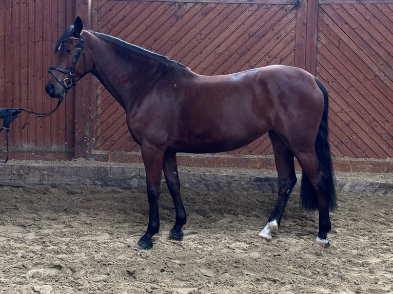 KWPN Mare 5 years 16,1 hh Brown in GROTE-BROGEL