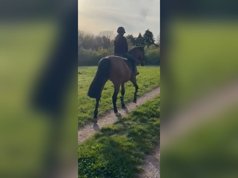 KWPN Mare 5 years 16.1 hh Brown in Messel