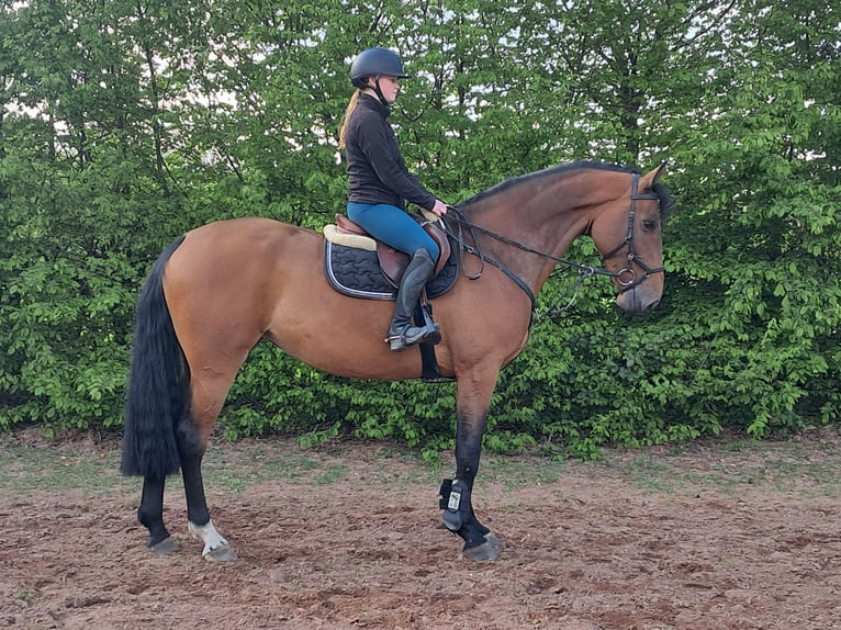 KWPN Mare 5 years 16.1 hh Brown in Messel