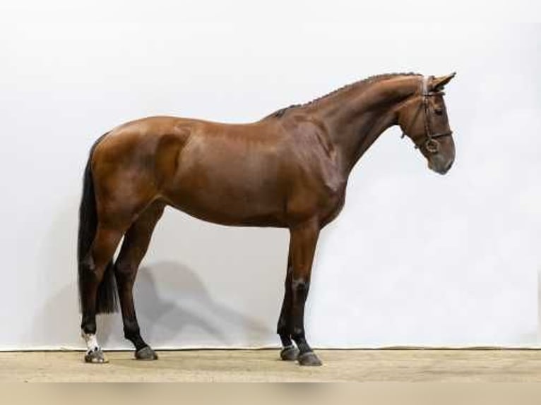 KWPN Mare 5 years 16,1 hh Brown in Waddinxveen