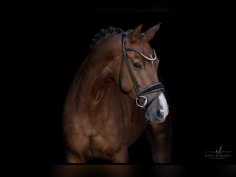 KWPN Mare 5 years 16,1 hh Chestnut in Wehringen