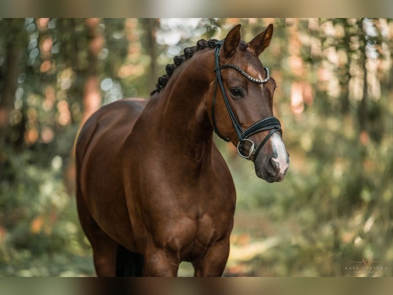 KWPN Mare 5 years 16,1 hh Chestnut in Wehringen