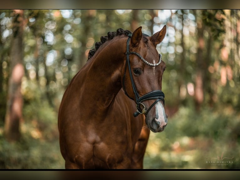 KWPN Mare 5 years 16,1 hh Chestnut in Wehringen