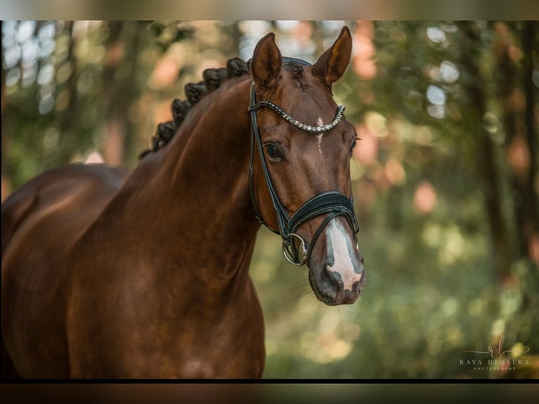 KWPN Mare 5 years 16,1 hh Chestnut in Wehringen