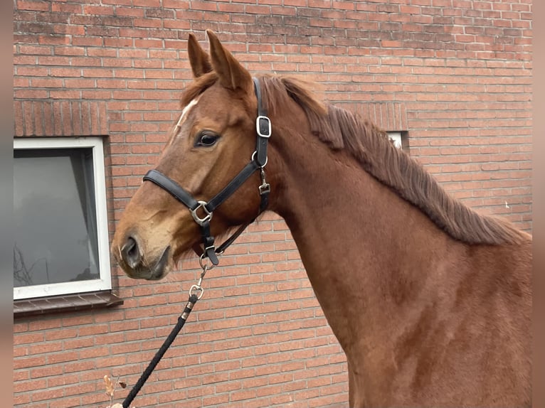 KWPN Mare 5 years 16,1 hh Chestnut-Red in Zieuwent