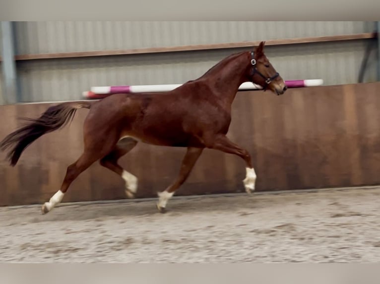 KWPN Mare 5 years 16,1 hh Chestnut-Red in Zieuwent