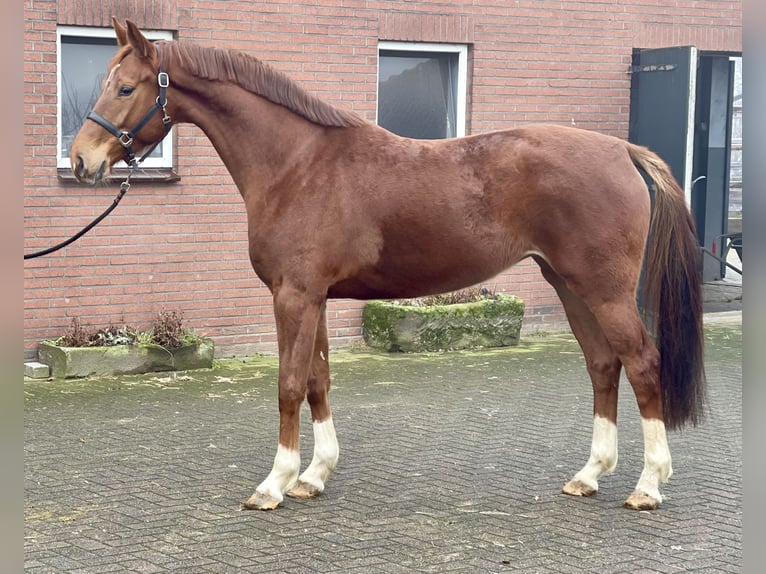 KWPN Mare 5 years 16,1 hh Chestnut-Red in Zieuwent