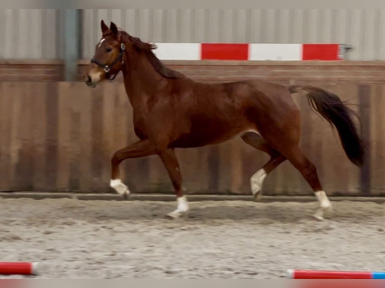 KWPN Mare 5 years 16,1 hh Chestnut-Red in Zieuwent