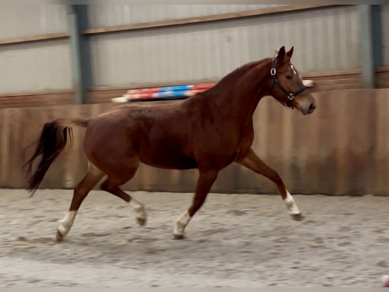 KWPN Mare 5 years 16,1 hh Chestnut-Red in Zieuwent