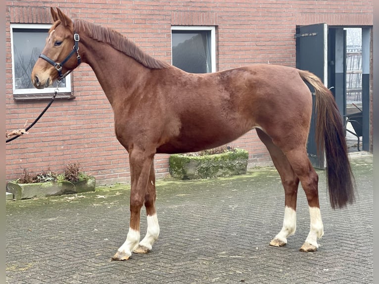 KWPN Mare 5 years 16,1 hh Chestnut-Red in Zieuwent