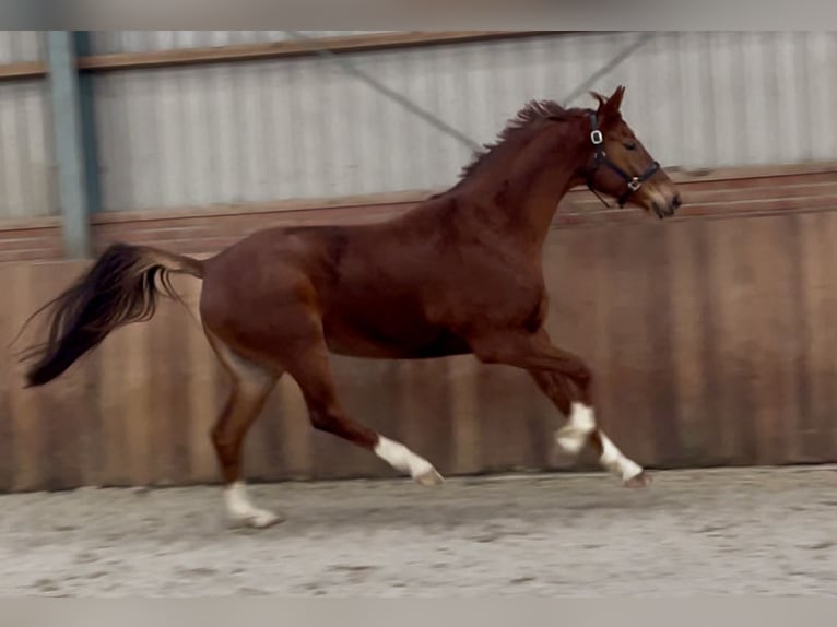 KWPN Mare 5 years 16,1 hh Chestnut-Red in Zieuwent